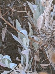 Salvia apiana