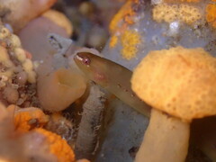 Apodichthys flavidus