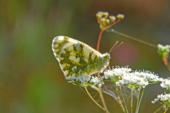 Euchloe ausonia