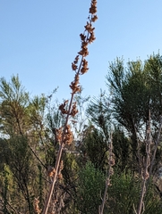 Salvia apiana