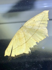 Prochoerodes lineola