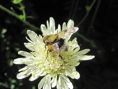 Volucella bombylans