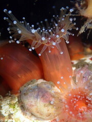 Corynactis californica