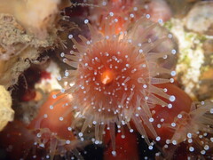 Corynactis californica