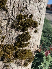Orthotrichaceae