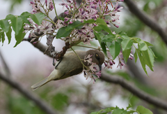 Lichmera indistincta