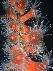 Corynactis californica