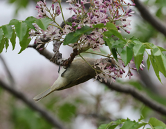 Lichmera indistincta