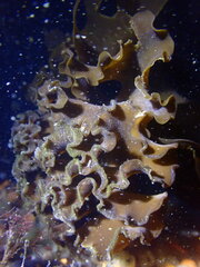 Undaria pinnatifida