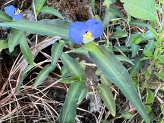 Commelina auriculata