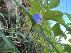 Commelina auriculata