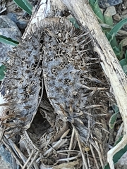 Datura stramonium