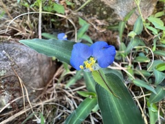Commelina auriculata
