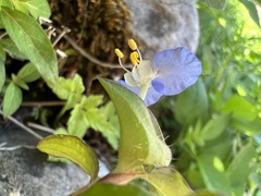 Commelina auriculata