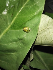 Cassida circumdata