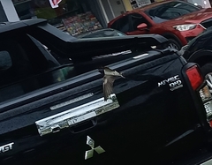 Hirundo rustica gutturalis