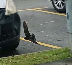Hirundo rustica gutturalis