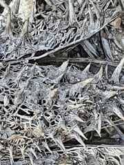 Datura stramonium