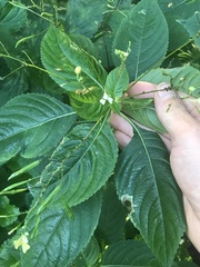 Impatiens parviflora