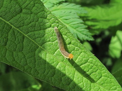 Tenthredinoidea