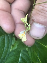 Impatiens parviflora