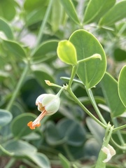 Zygophyllum fabago