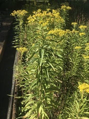 Senecio sarracenicus