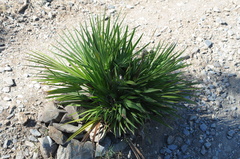 Chamaerops humilis