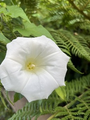 Calystegia silvatica