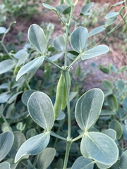 Zygophyllum fabago