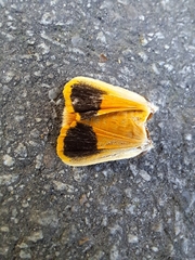 Noctua fimbriata