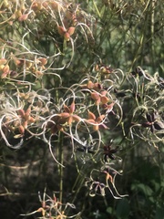 Clematis recta