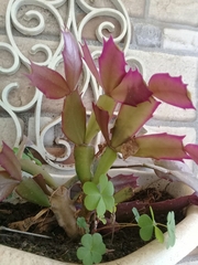 Schlumbergera