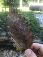 Quercus cerris