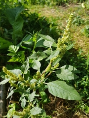 Amaranthus retroflexus