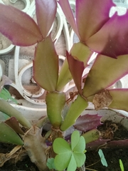 Schlumbergera