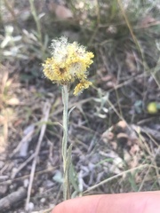 Helichrysum arenarium