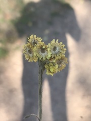 Helichrysum arenarium