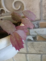 Schlumbergera