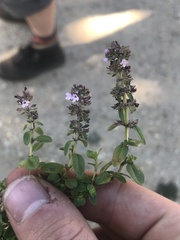 Thymus pulegioides