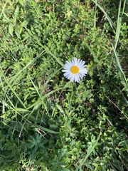 Leucanthemum vulgare