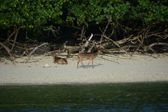 Rusa timorensis