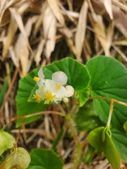 Begonia hirtella