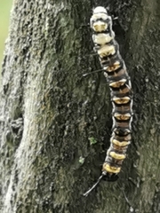 Acronicta alni