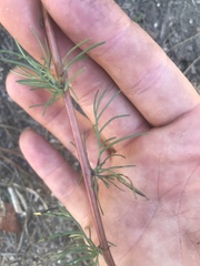 Artemisia campestris