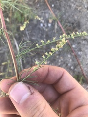Artemisia campestris