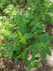 Impatiens parviflora