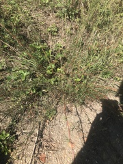 Artemisia campestris