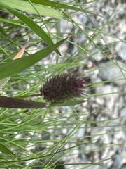 Phleum alpinum