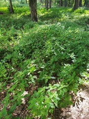 Impatiens parviflora